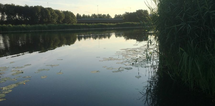 Grote Visdag ‘t Voorntje zaterdag 7 juli