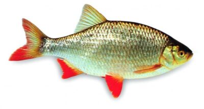 De Laatste competitiewedstrijd van de dames