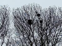 Winnaar aan het Merwedekanaal